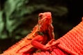 Beautiful iguana in red light sitting on a branch Royalty Free Stock Photo