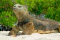 Beautiful iguana resting in the beach santa cruz Royalty Free Stock Photo