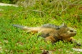 Beautiful iguana resting in the beach santa cruz Royalty Free Stock Photo