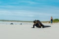 Beautiful iguana resting in the beach santa cruz Royalty Free Stock Photo