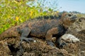 Beautiful iguana resting in the beach santa cruz Royalty Free Stock Photo