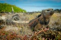 Beautiful iguana resting in the beach santa cruz Royalty Free Stock Photo