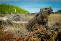 Beautiful iguana resting in the beach santa cruz Royalty Free Stock Photo