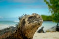 Beautiful iguana resting in the beach santa cruz Royalty Free Stock Photo