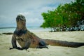 Beautiful iguana resting in the beach santa cruz Royalty Free Stock Photo