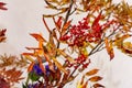 Ikebana Japanese art of flower arrangement Royalty Free Stock Photo