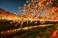 Beautiful illuminated cherry blossom trees blooming along the embankment at night in spring Royalty Free Stock Photo