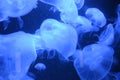 Beautiful illuminated jellyfish at aquarium in Berlin