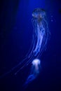 Beautiful illuminated jellyfish Chrysaora Pacifica