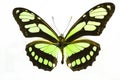 Beautiful and Illuminated Lime Green Butterfly.