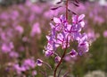 Beautiful, illuminated by the sun, a sprig of pink flowers on the background of the pink field of fireweed.