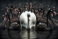 Beautiful illustrated painting, several black swans swim next to a white swan. AI generated