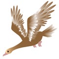 Vector illustration of brown flying duck on a white background