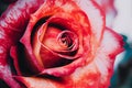 A beautiful illustration of a close-up view of a rose flower, with delicate petals in shades of pink and red, generative