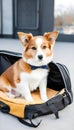 Adorable pet curled up on an open travel bag wearing apparel Royalty Free Stock Photo