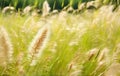 Beautiful illustration of flowering field grasses, close-up