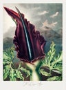 Beautiful flower illustration. The Dragon Arum