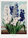 Beautiful flower illustration. Hyacinths