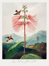 Beautiful flower illustration. Large Flowering Sensitive Plant