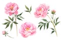 Watercolor peony flowers illustration