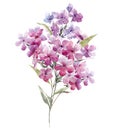 Watercolor phlox flowers