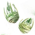 Watercolor kohlrabi vegetable