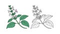 Beautiful Catnip Flower Detailed Illustration