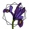 Beautiful illustration of iris in graphic style.
