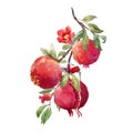 Pomegranate fruit branch