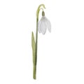 Beautiful illustration of a snowdrop in pastel colors on a white background.