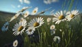 Wild Daisies In The Grass With A Blue Sky, Generative Ai Royalty Free Stock Photo