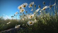 Wild Daisies In The Grass With A Blue Sky, Generative Ai Royalty Free Stock Photo