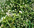 Beautiful imae of white vernonia cinerea flowering plants india Royalty Free Stock Photo