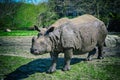 Beautiful Image of African Rhino Royalty Free Stock Photo