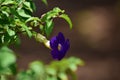 Violet Allamanda flower