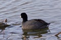 Beautiful image with amazing american coot in the lake