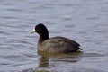 Beautiful image with amazing american coot in the lake