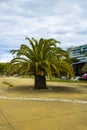 Amazing exotic tree Foz Porto Portugal