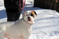 Beautiful image of American Bull Dog breed standing in snow