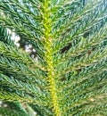 Beautiful image of araucaria luxurians plant leaf india Royalty Free Stock Photo