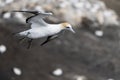 Beautiful image of australasian gannet preparing for landing at its nest on the Muriwai gannet colony