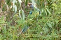 Mallee Ringneck