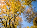 Beautiful photo of autumn trees covered in yellow and red leaves in forest against bright blue sky Royalty Free Stock Photo