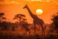 Beautiful image of a baby giraffe and mother walking in the dry grass of savanna at sunset. Amazing African wildlife Royalty Free Stock Photo