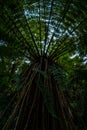 Beautiful image from below of a very tall fern on Wilkie Lake taken on a cloudy winter day, New Zealand
