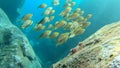 Beautiful image of big fish school swimming under the sun beam