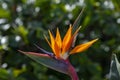 Beautiful image of a Bird of Paradise flower, Strelitzia reginae also called the Crane flower Royalty Free Stock Photo