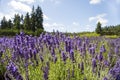 Beautiful image, blooming fragrant lavender flowers in the field. Blurred lavender flower background Royalty Free Stock Photo