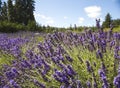 Beautiful image, blooming fragrant lavender flowers in the field. Blurred lavender flower background