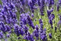 Beautiful image, blooming fragrant lavender flowers in the field. Blurred lavender flower background Royalty Free Stock Photo